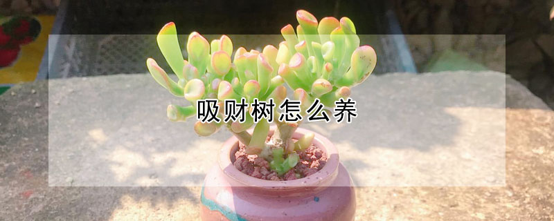 吸財(cái)樹(shù)怎么養(yǎng)