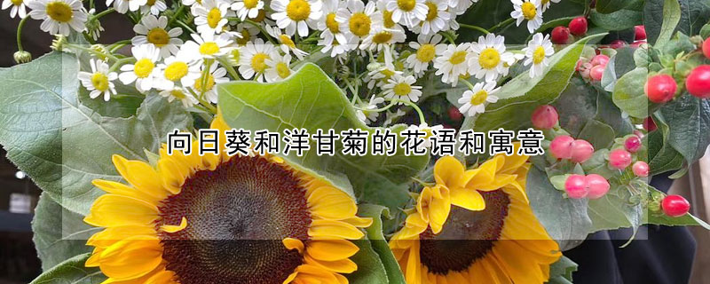 向日葵和洋甘菊的花語(yǔ)和寓意