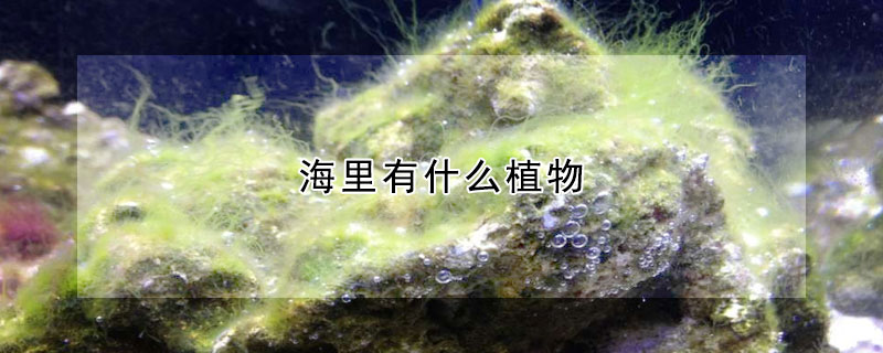海里有什么植物