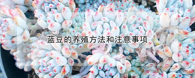 藍(lán)豆的養(yǎng)殖方法和注意事項(xiàng)