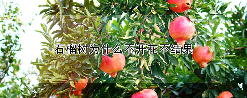 石榴樹為什么不開花不結果