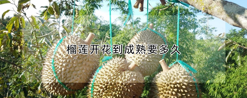 榴蓮開(kāi)花到成熟要多久