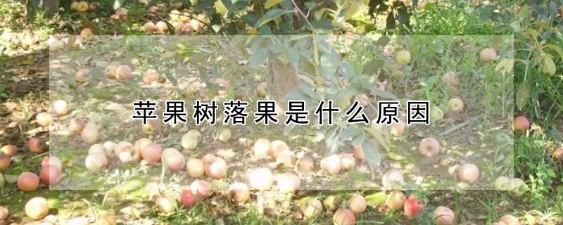 蘋果樹落果是什么原因