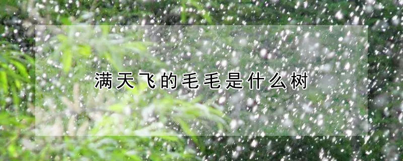 滿天飛的毛毛是什么樹