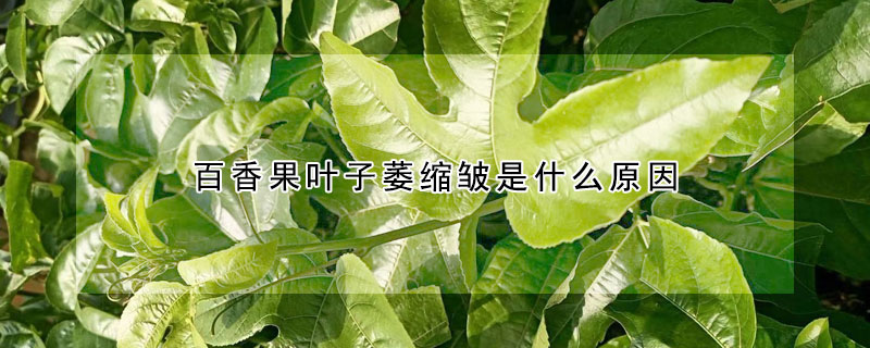 百香果葉子萎縮皺是什么原因