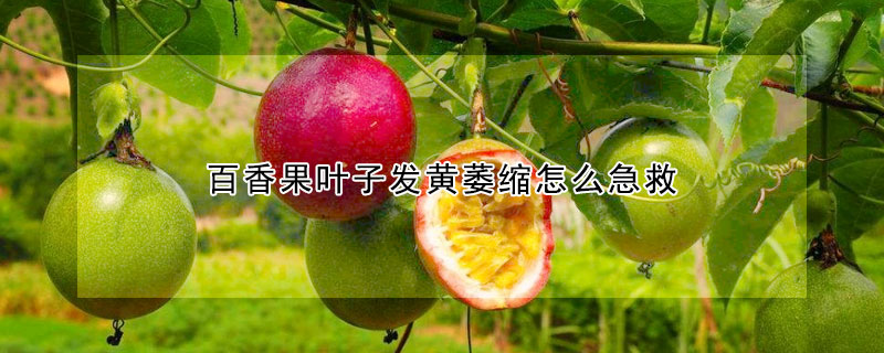 百香果葉子發(fā)黃萎縮怎么急救