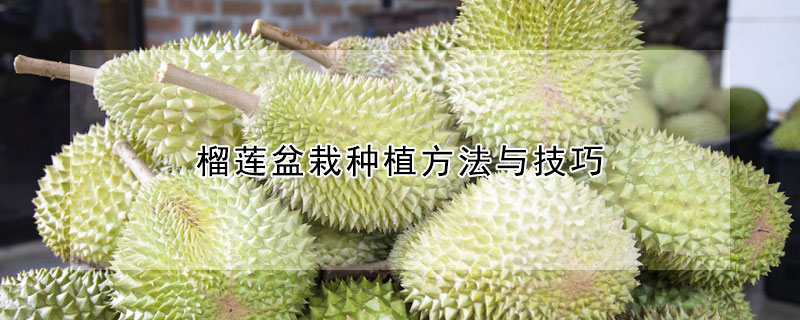 榴蓮盆栽種植方法與技巧