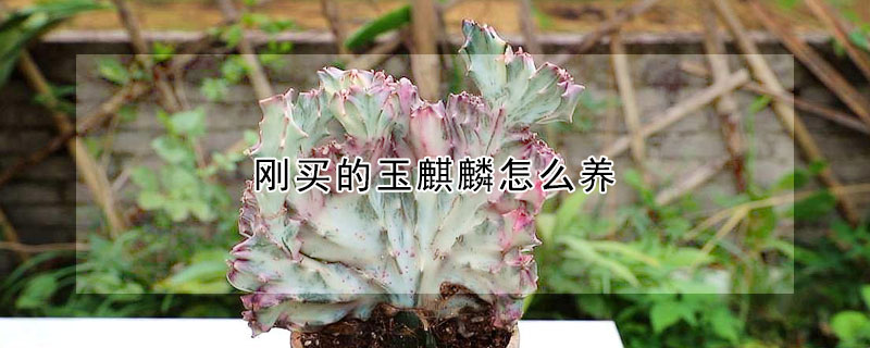 剛買的玉麒麟怎么養(yǎng)