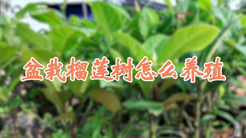 盆栽榴蓮樹怎么養殖