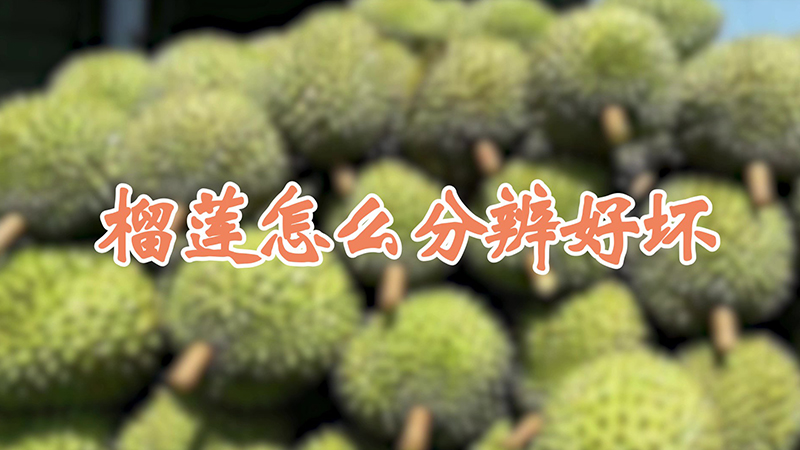 榴蓮怎么分辨好壞