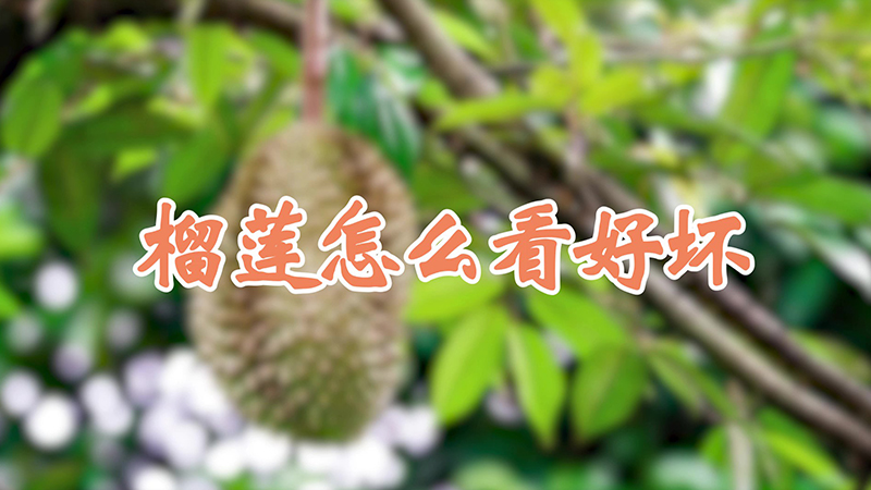 榴蓮怎么看好壞