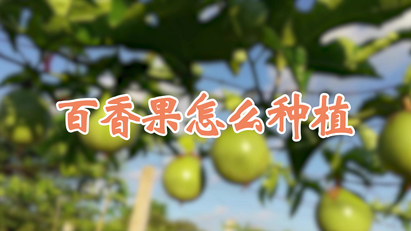 百香果怎么種植