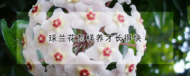 球蘭花怎樣養(yǎng)才長得快