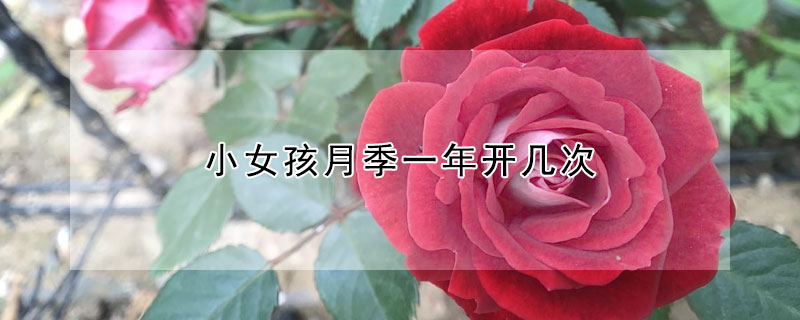 小女孩月季一年開幾次
