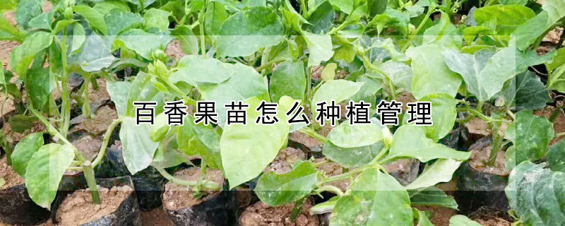 百香果苗怎么種植管理