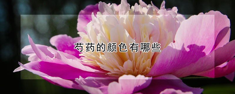 芍藥的顏色有哪些