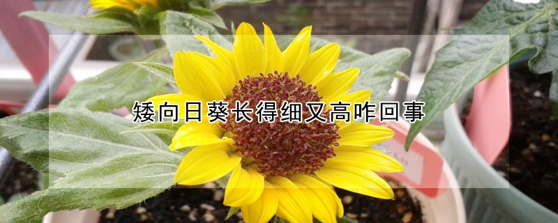矮向日葵長得細又高咋回事