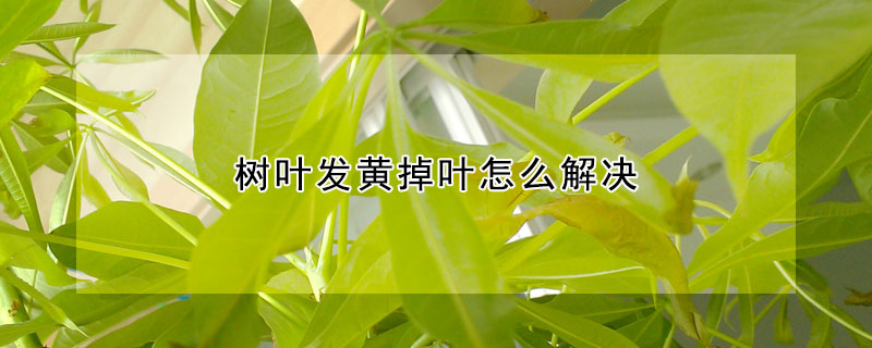樹葉發(fā)黃掉葉怎么解決