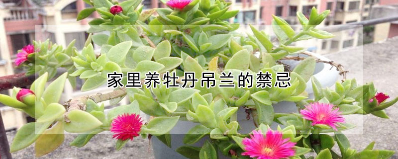 家里養(yǎng)牡丹吊蘭的禁忌