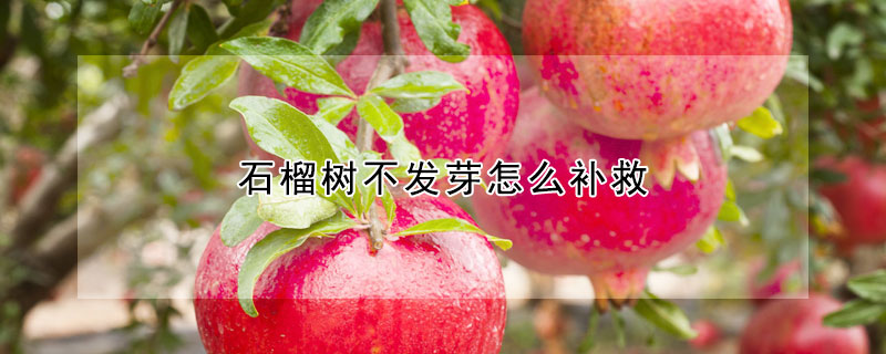 石榴樹不發芽怎么補救