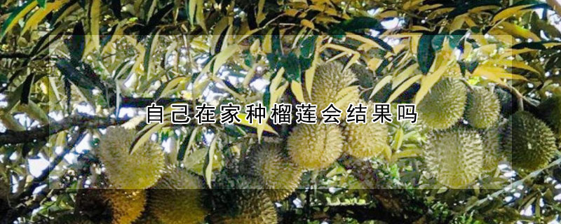 自己在家種榴蓮會(huì)結(jié)果嗎