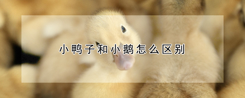 小鴨子和小鵝怎么區別