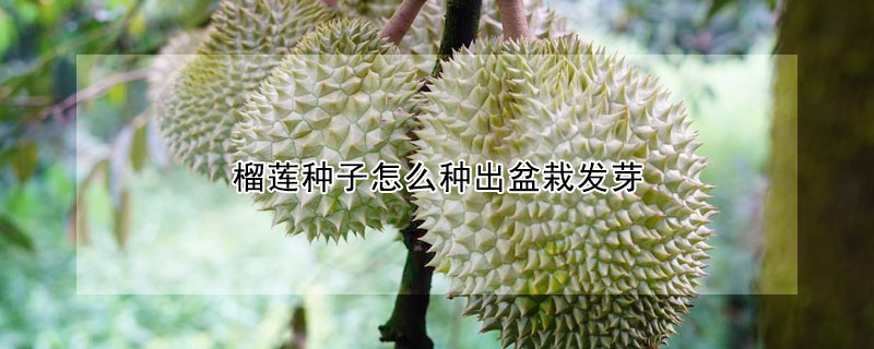 榴蓮種子怎么種出盆栽發芽