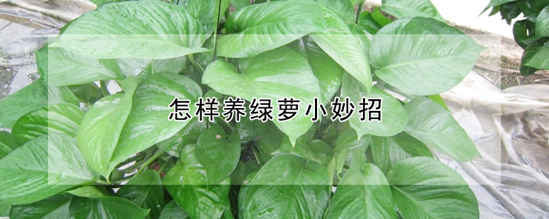 怎樣養綠蘿小妙招