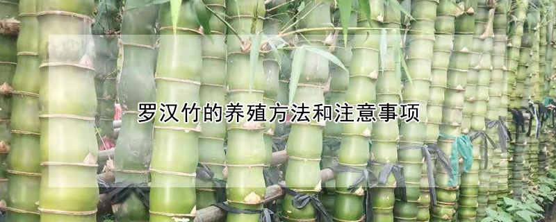 羅漢竹的養(yǎng)殖方法和注意事項(xiàng)