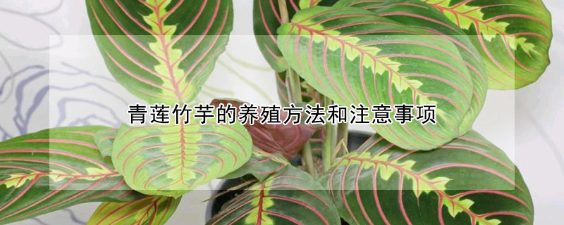 青蓮竹芋的養殖方法和注意事項