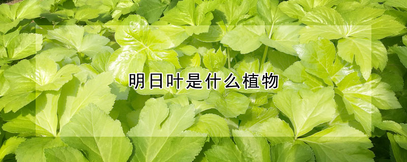 明日葉是什么植物