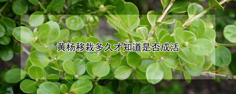 黃楊移栽多久才知道是否成活