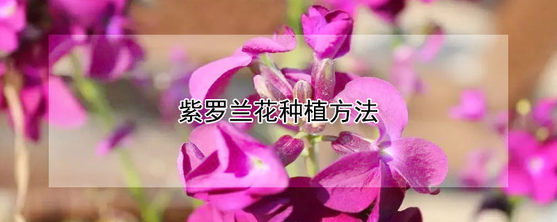 紫羅蘭花種植方法