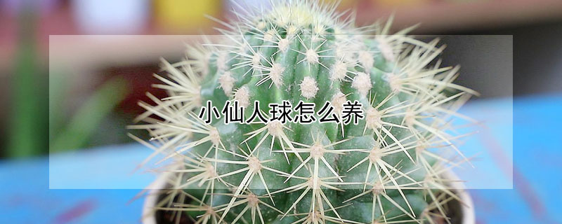 小仙人球怎么養(yǎng)