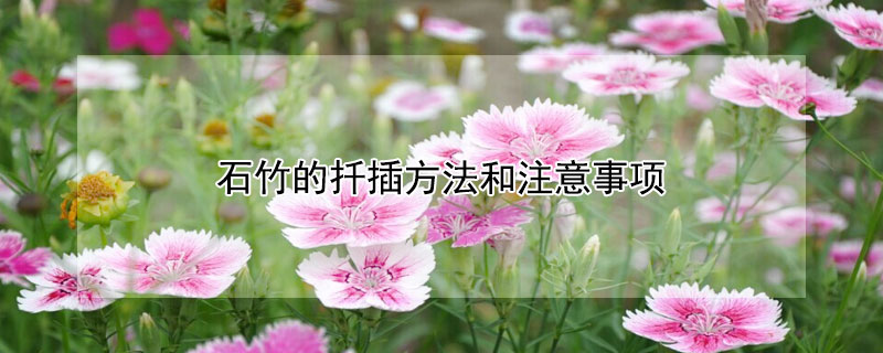 石竹的扦插方法和注意事項