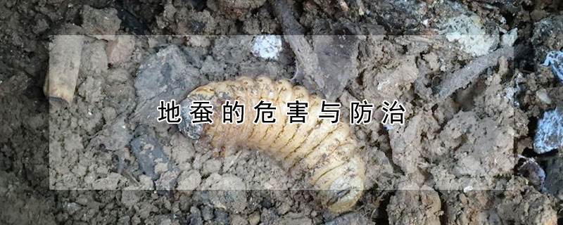 地蠶的危害與防治