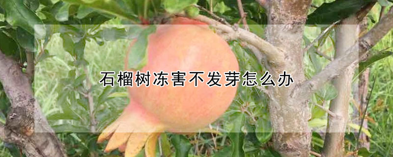 石榴樹凍害不發芽怎么辦