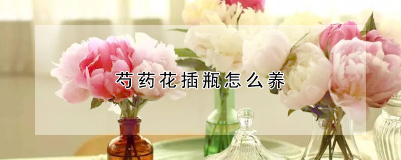 芍藥花插瓶怎么養(yǎng)