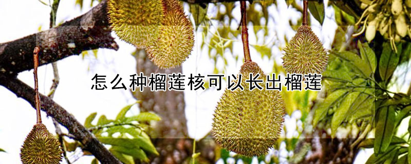 怎么種榴蓮核可以長出榴蓮