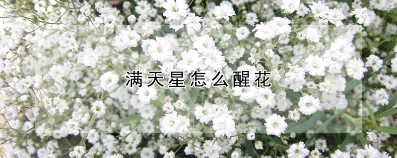 滿天星怎么醒花