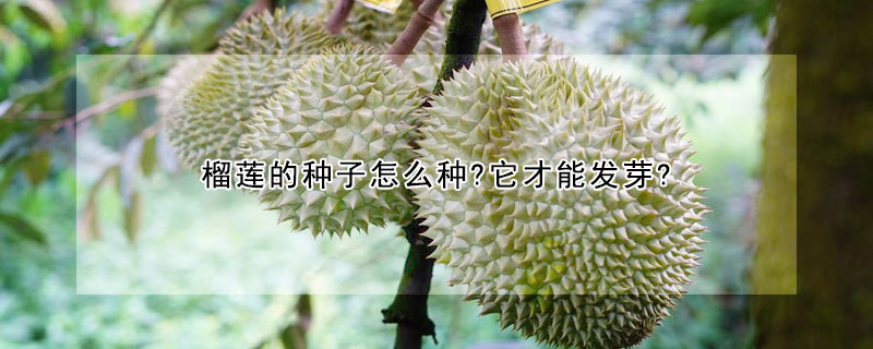 榴蓮的種子怎么種?它才能發芽?