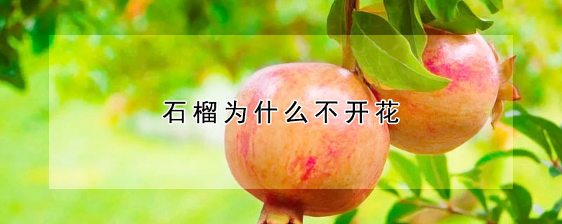 石榴為什么不開花