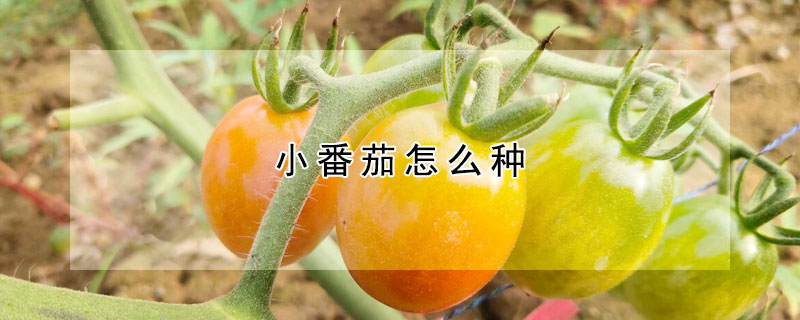 小番茄怎么種