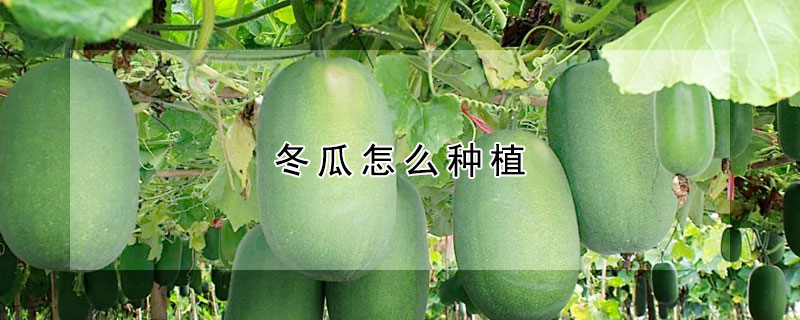 冬瓜怎么種植