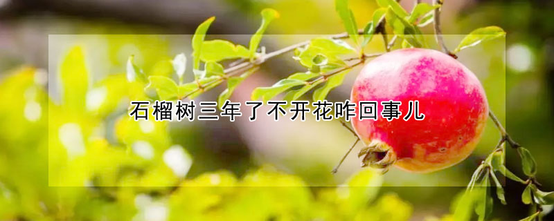 石榴樹(shù)三年了不開(kāi)花咋回事兒