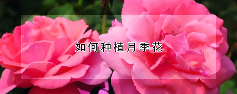 如何種植月季花