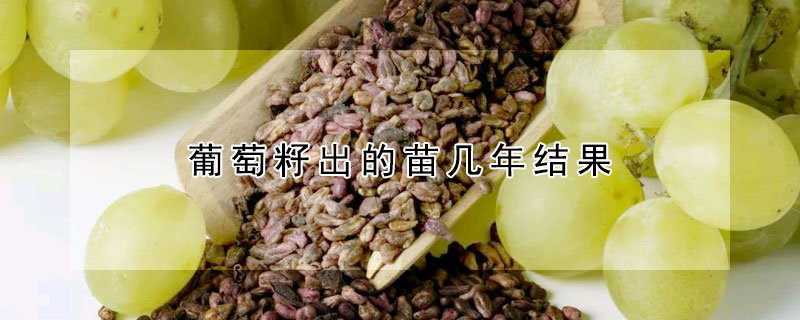 葡萄籽出的苗幾年結(jié)果