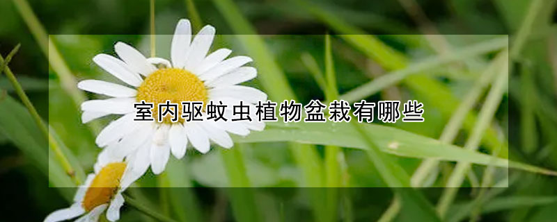 室內驅蚊蟲植物盆栽有哪些