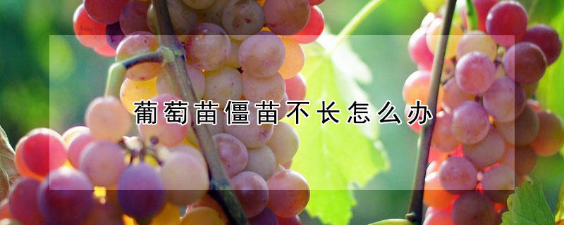 葡萄苗僵苗不長(zhǎng)怎么辦