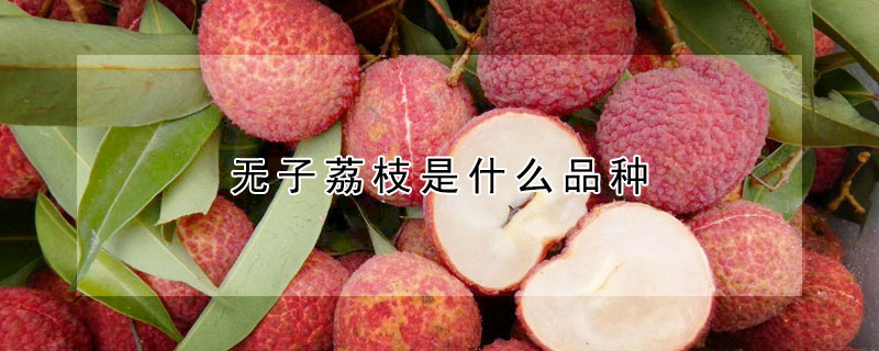 無子荔枝是什么品種